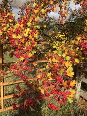 Crataegus