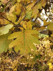 Crataegus