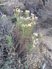 Senecio blochmaniae