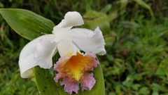 Sobralia ecuadorana