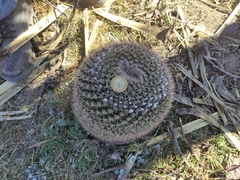Mammillaria wagneriana