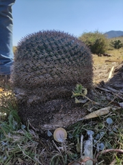 Mammillaria wagneriana
