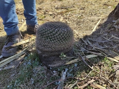 Mammillaria wagneriana