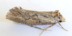 Acrolophus variabilis