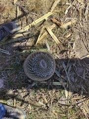 Mammillaria wagneriana