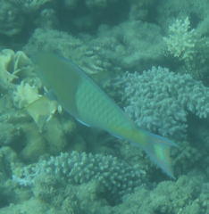 Scarus rubroviolaceus