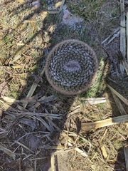 Mammillaria wagneriana