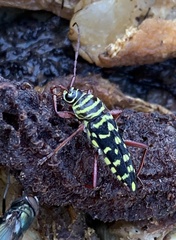 Placosternus difficilis