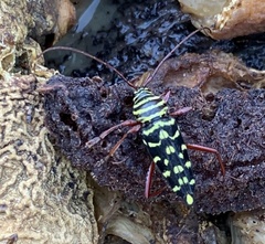 Placosternus difficilis