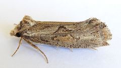 Acrolophus variabilis