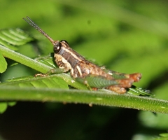 Leptomerinthoprora rubripes