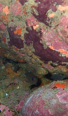 Pempheris adspersa