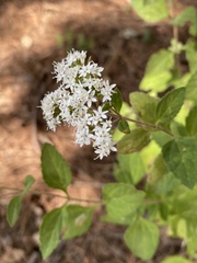 Stevia ovata