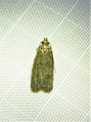 Glyphidocera juniperella