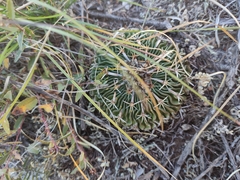 Echinofossulocactus pentacanthus