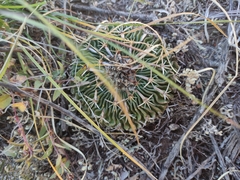 Echinofossulocactus pentacanthus