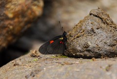 Castilia castilla
