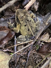 Incilius aucoinae