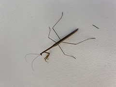 Tenodera blanchardi