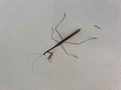 Tenodera blanchardi