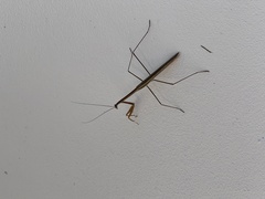 Tenodera blanchardi
