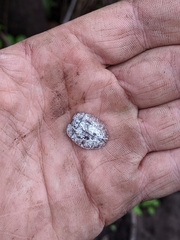 Emcephalus floccosus