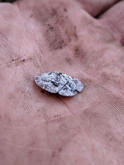 Emcephalus floccosus