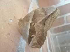 Eryphanis