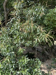 Lithocarpus glaber