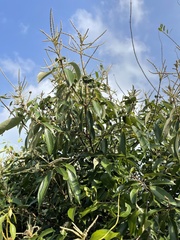 Lithocarpus glaber