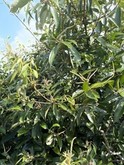 Lithocarpus glaber