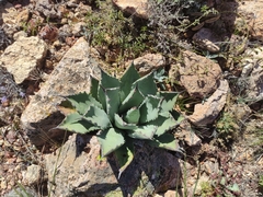 Agave flexispina