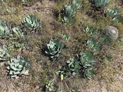 Agave flexispina