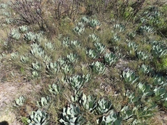Agave flexispina