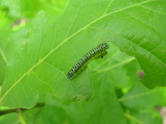 Periclista