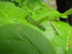 Periclista