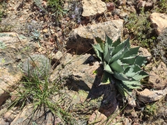 Agave flexispina