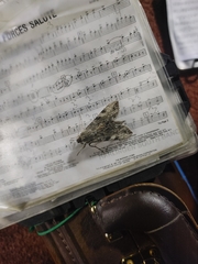 Lepidoptera