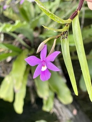 Dimerandra emarginata