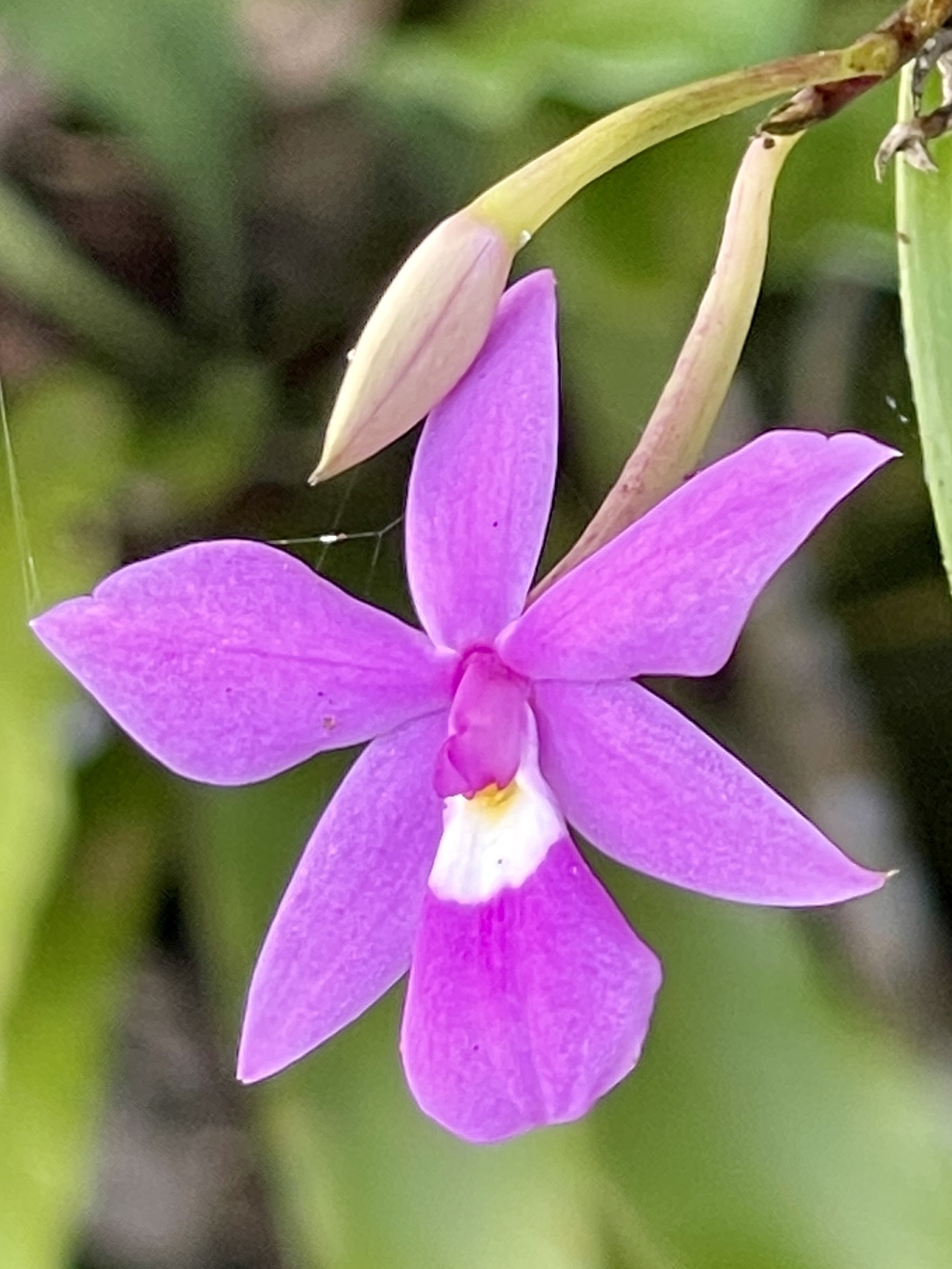 Toothless Orchid (Dimerandra emarginata) · iNaturalist
