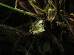 Passiflora popayanensis