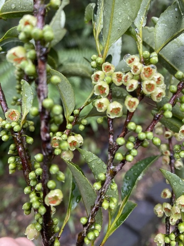 Eurya japonica iNat (1)