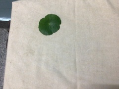 Hydrocotyle vulgaris