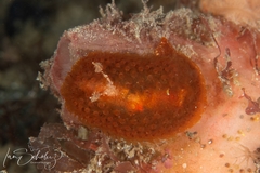 Madrella ferruginosa