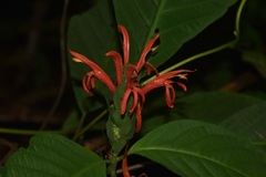 Pachystachys coccinea