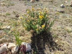 Isocoma hartwegii
