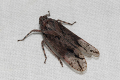 Calyptoproctina