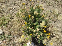 Isocoma hartwegii