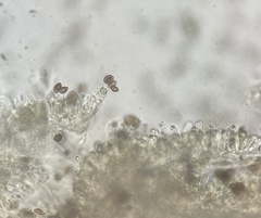 Calonarius olearioides