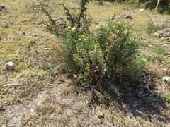 Isocoma hartwegii